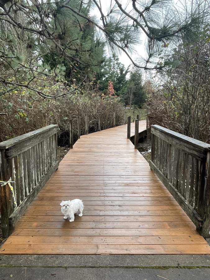 Resurfaced walking bridge viewed from the far end, new decking by Gravelle Construction